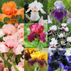8 Iris Germanica Collection